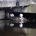 Swan Nest