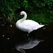 Swan