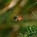 Fat Bottomed Spider