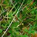 Grasshopper
