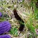 Hairy Caterpillar