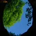 Mirror Stump