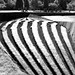 Lines