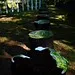 Mirror Stumps