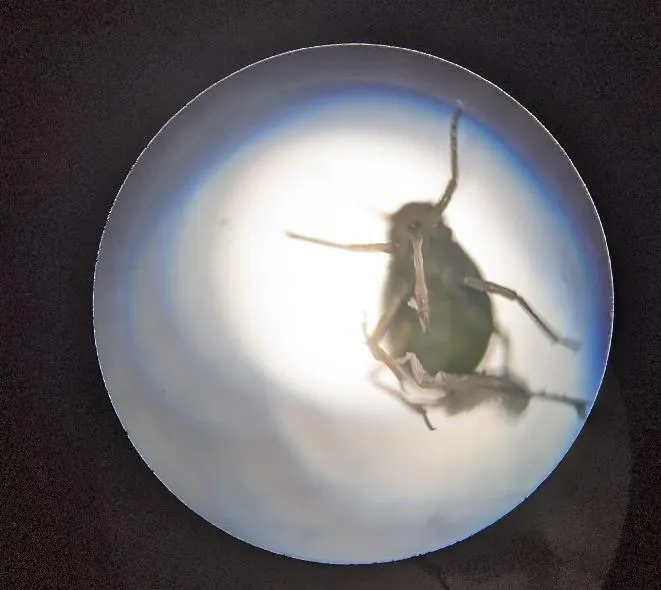 What's eating my Cotyledon Orbiculata?